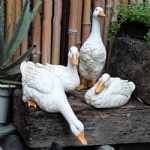 Admiring the Garden Sculpture: The Great White Duck